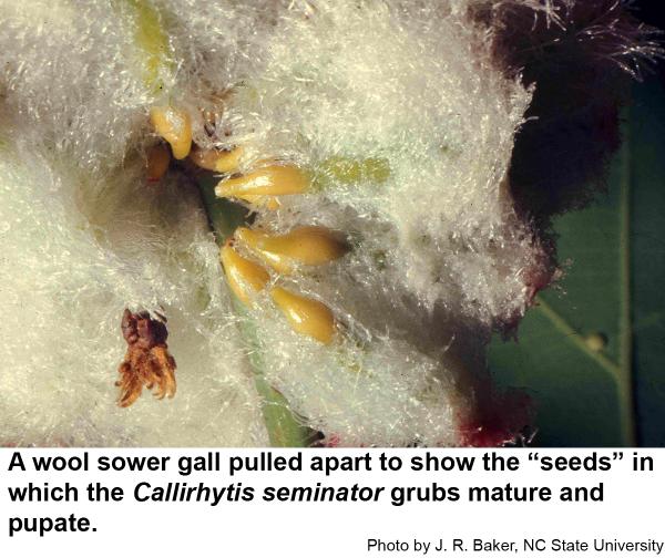 Wool sower galls have seed